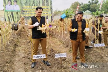 Pemkab Pulang Pisau panen jagung bangkitkan ekonomi masyarakat
