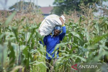 Perluasan lahan jagung di Banten