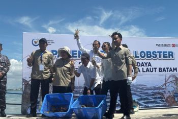 Wapres Gibran dan Titiek Soeharto panen budidaya lobster siap ekspor di Batam