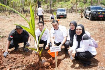 Kakanim Parepare : Kelapa perkuat ketahanan pangan dan buka peluang usaha