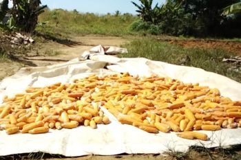 DKPP Bintan: Jagung pipil jadi solusi dukung kemandirian pangan daerah