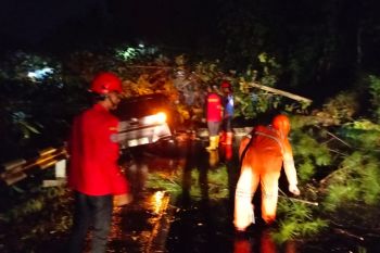 Mobil tertimpa pohon di Makassar sebabkan kemacetan panjang