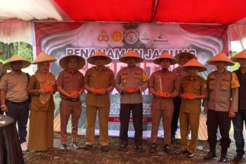 Produksi jagung di Pasaman Barat capai 123.846 ton