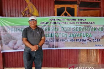 Pemkab Jayapura dampingi peternak cek kesehatan hewan mencegah penyakit