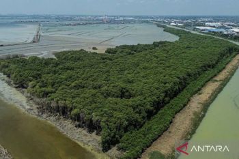 KKP targets 2027 for Indonesia's blue carbon market entry