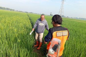 Pemkab Kudus  larang jebakan tikus dengan listrik timbulkan korban jiwa