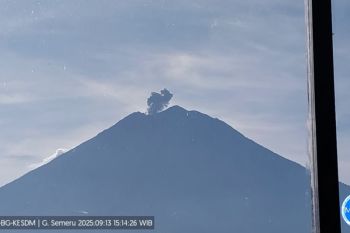 Semeru erupsi dengan tinggi letusan 500 meter di atas puncak
