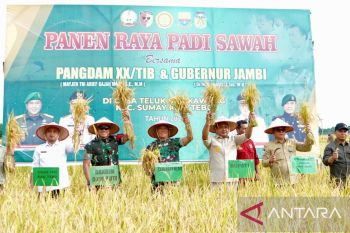 Panen padi di Jambi  kemanunggalan TNI-rakyat menuju swasembada pangan