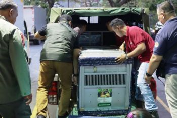 Otorita IKN bersama BKSDA Kaltim dan YAD kolaborasi untuk orangutan di pulau suaka