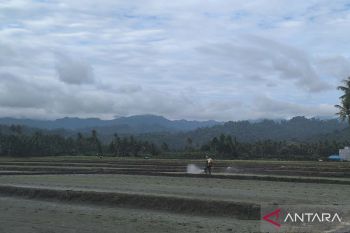 Beras Sulteng surplus 131.881 ton dalam sembilan bulan terakhir