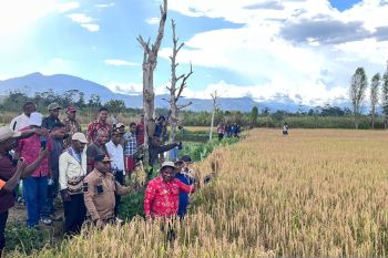 Pemkab Jayawijaya panen padi pada 88 petak sawah
