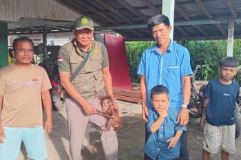 BKSDA Sampit terima penyerahan bayi orang utan