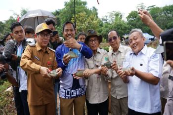 1,3 ton ikan papuyu dipanen di Karang Intan Banjar