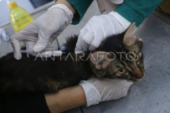 Pemkot: Cakupan vaksinasi rabies di Kota Yogyakarta mencapai 1.412 HPR