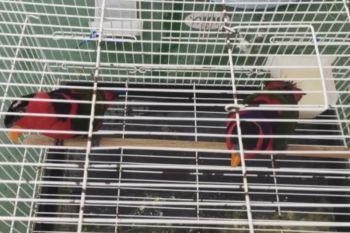 BKSDA Maluku amankan dua ekor burung nuri dari KM Sabuk Nusantara