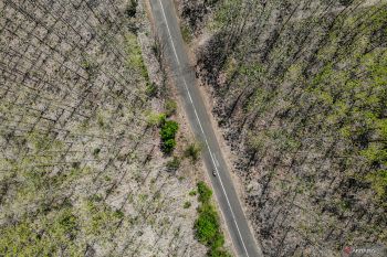Fenomena hutan jati meranggas di Nganjuk