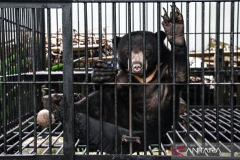 Warga Kapuas serahkan seekor beruang madu untuk direhabilitasi dan dilepasliarkan