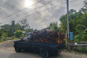 Apkasindo: Pabrik sawit di Abdya abaikan harga resmi pemerintah