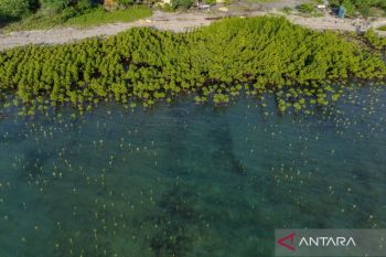 Government designs zoning map for rehabilitation mangrove
