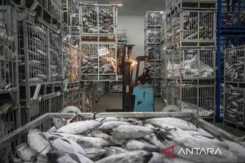 RI expands fish export access to Taiwan with 693 approved companies