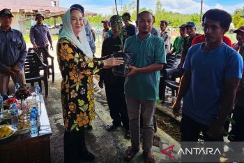 Pemkab Natuna salurkan 6.750 bibit cabai ke petani