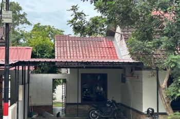 BKSDA Batam tangani 8 laporan kera ekor panjang yang masuk pemukiman