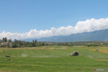 Sigi pastikan tambah luasan cetak sawah baru pada  2026