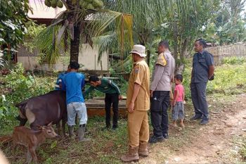 Sapi di Mentawai banyak mati, Wakil Ketua Komisi IV DPR RI, Alex Indra Lukman tindaklanjuti ke Dirjen PKH