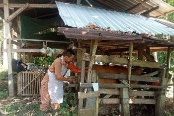 Inseminator terbaik nasional 2025 berasal dari Bone Sulsel