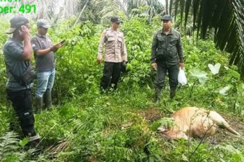 Harimau sumatra mangsa sapi warga di Aceh Timur