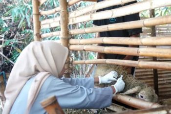 Cegah PMK, DKPP Kota Madiun rutin vaksinasi ternak