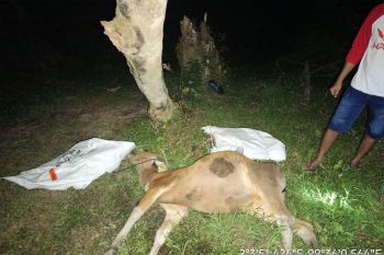 Pemkab Mentawai laporkan puluhan sapi terjangkit Virus Jembrana