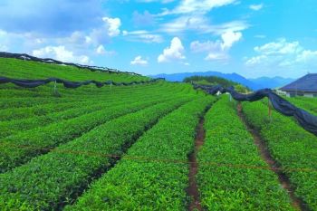Local specialties fuel economic boom in China's mountainous Guizhou
