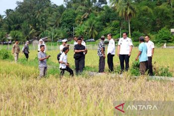 Pemkot Pariaman anggarkan pembelian drone pada 2026 atasi hama wereng