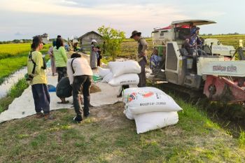 DPRD Kotim berharap Bulog konsisten serap gabah petani