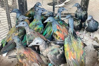 Indonesia cracks down on illegal trade of nicobar pigeons in Gowa