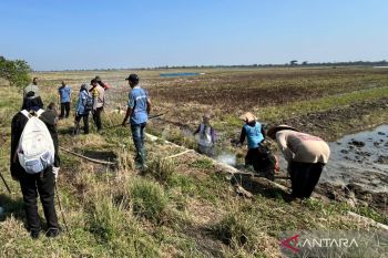 Pemkab Demak  galakkan kembali "gropyokan" atasi hama tikus