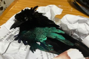 Papua authorities stop illegal transport of endemic bird of paradise