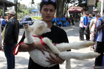 Kontes domba dan kambing di Batu