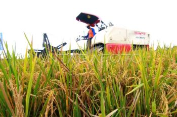 Program Agrosolution Pupuk Kaltim menjangkau lebih dari 50 ribu petani