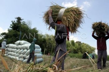 Sukamara prepares 962 hectares for rice field program