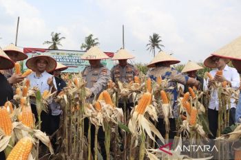 Polres Lamsel sebut panen raya jagung untuk dukung ketahanan pangan