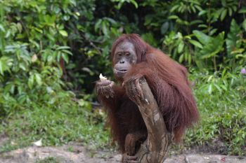 PTPN IV PalmCo salurkan Rp126 juta untuk rehabilitasi 3 orangutan BOS