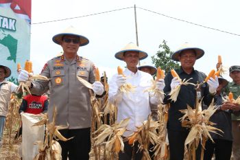 Polda Kaltara Panen Raya Jagung Kuartal III di Tarakan