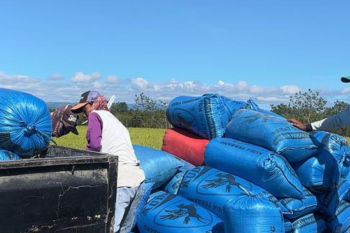 Bulog Maluku serap 3,9 ton gabah di Pulau  Buru