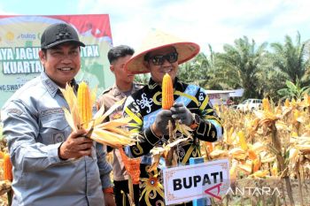 Bupati Pulpis: Panen raya jagung berkontribusi positif tingkatkan ekonomi