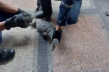 Warga panik, Biawak besar masuk rumah di Lombok Timur