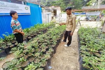 DKPP Batam andalkan produksi cabai lokal dan KAD untuk tekan harga