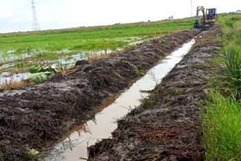 Realisasi optimasi lahan di Kotim sudah 100 persen