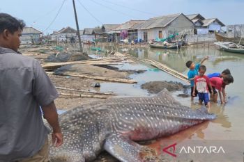 Seekor hiu tutul ditemukan mati di perairan Muaragembong Bekasi